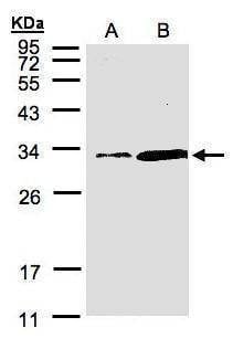 Anti-PITPN (C-term) Antibody