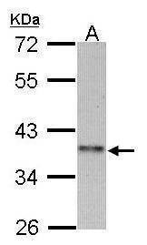 Anti-Cyclin I2 Antibody