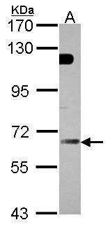 Anti-GBP5 Antibody