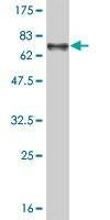 Anti-TUBA1 Antibody