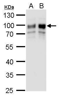 Anti-GOLPH2 (C-term) Antibody