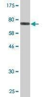 Anti-TUBA1B Antibody
