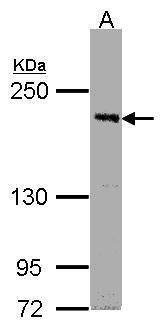 Anti-PASK (C-term) Antibody