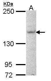 Anti-AHI1 (N-term) Antibody