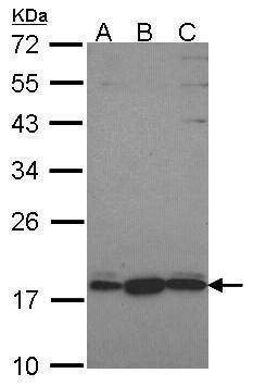 Anti-GNRPX Antibody