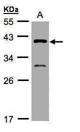 Anti-GIPC3 (N-term) Antibody