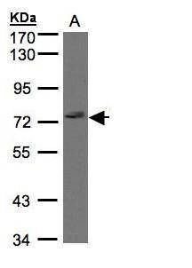 Anti-GIMAP8 (N-term) Antibody