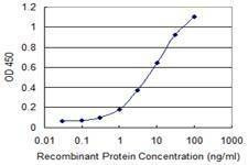 Anti-TWIST1 Antibody