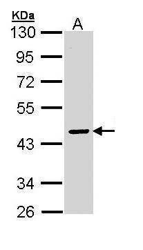Anti-SERPINA10 Antibody