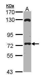 Anti-EXOC7 (C-term) Antibody