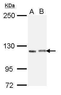 Anti-IGSF3 Antibody