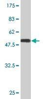 Anti-TWSG1 Antibody