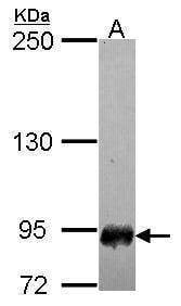 Anti-SFMBT1 (N-term) Antibody
