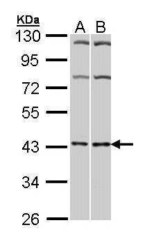 Anti-Adenosine A2a Receptor (C-term) Antibody