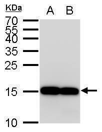 Anti-Iba1 Antibody