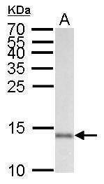 Anti-Iba1 Antibody