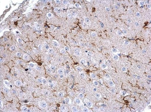 Anti-Iba1 Antibody
