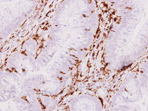 Anti-Iba1 Antibody