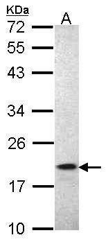 Anti-Iba1 Antibody