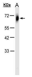 Anti-TRIM23 (N-term) Antibody