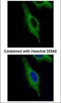 Anti-TRIM23 (N-term) Antibody