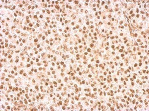 Anti-Rad9 Antibody