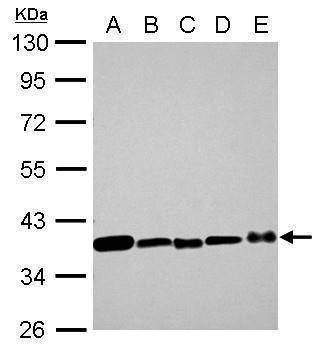 Anti-GAPDH Antibody