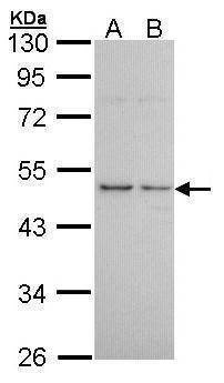 Anti-Histamine H3 Receptor Antibody