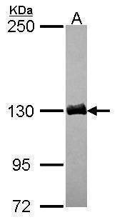 Anti-DCTN1 (C-term) Antibody