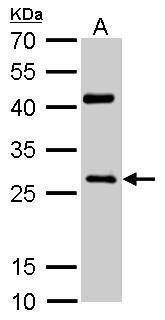 Anti-NQO1 (C-term) Antibody
