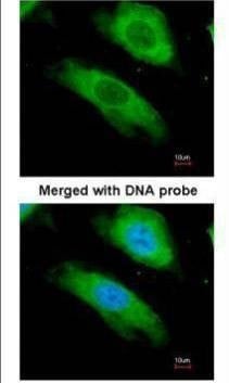 Anti-NQO1 (C-term) Antibody