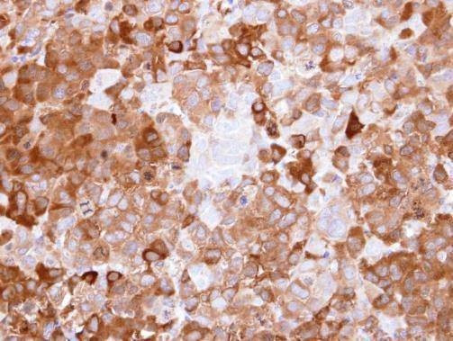 Anti-NQO1 (C-term) Antibody