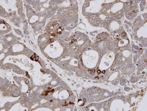 Anti-ESE1 (C-term) Antibody