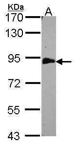 Anti-EML1 (C-term) Antibody