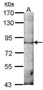 Anti-EML1 (C-term) Antibody
