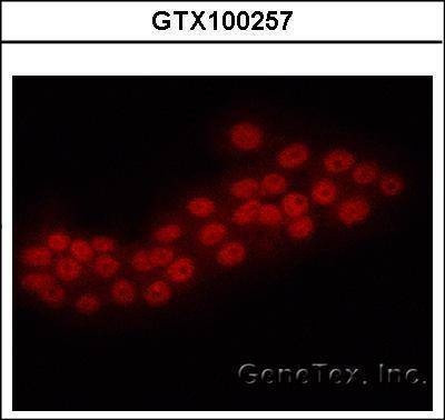 Anti-ERG (C-term) Antibody