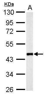 Anti-Flotillin 2 (C-term) Antibody