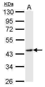Anti-Flotillin 2 (C-term) Antibody
