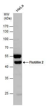 Anti-Flotillin 2 (C-term) Antibody