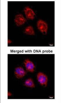 Anti-Flotillin 2 (C-term) Antibody
