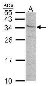 Anti-GEM (N-term) Antibody