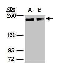Anti-GOLGA3 (C-term) Antibody