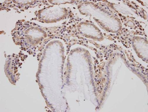 Anti-GOLGA3 (C-term) Antibody