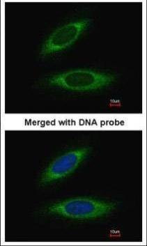 Anti-GSTP1 (N-term) Antibody