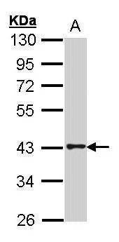 Anti-GPR120 (N-term) Antibody