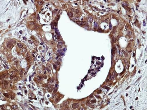Anti-GPR120 (N-term) Antibody