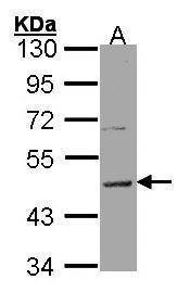 Anti-Histamine H3 Receptor (C-term) Antibody