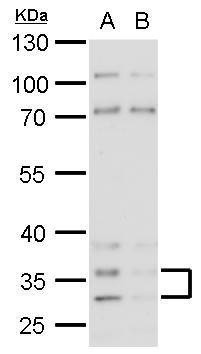 Anti-Histamine H4 Receptor (N-term) Antibody