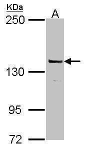 Anti-DNA polymerase gamma Antibody