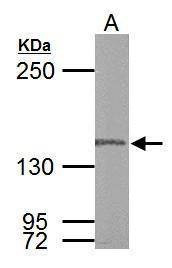 Anti-DNA polymerase gamma Antibody